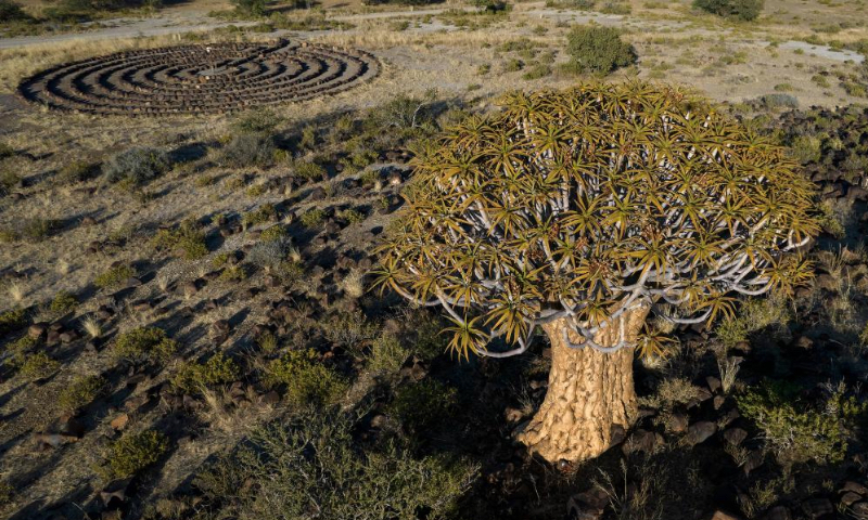 Aerial photo taken on April 30, 2022 shows a quiver tree in Keetmanshoop, southern Namibia. The quiver tree is an aloe vera plant that can adapt to the dry and hot climate of Namibia. The average height of an adult quiver tree is about 5 meters. It is said that in the past, local tribes used the branches of the quiver tree to make bags for holding arrows, hence the name of the quiver tree. (Xinhua/Chen Cheng)