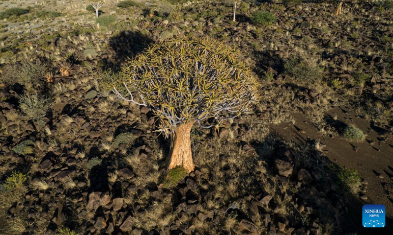 Aerial photo taken on April 30, 2022 shows a quiver tree in Keetmanshoop, southern Namibia. The quiver tree is an aloe vera plant that can adapt to the dry and hot climate of Namibia. The average height of an adult quiver tree is about 5 meters. It is said that in the past, local tribes used the branches of the quiver tree to make bags for holding arrows, hence the name of the quiver tree. (Xinhua/Chen Cheng)
