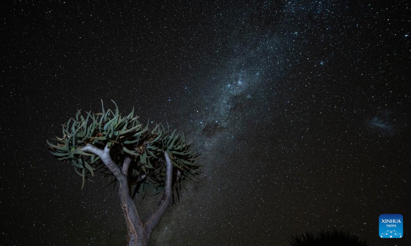 Photo taken on April 29, 2022 shows quiver trees under the stars in Keetmanshoop, southern Namibia. The quiver tree is an aloe vera plant that can adapt to the dry and hot climate of Namibia. The average height of an adult quiver tree is about 5 meters. It is said that in the past, local tribes used the branches of the quiver tree to make bags for holding arrows, hence the name of the quiver tree. (Xinhua/Chen Cheng)