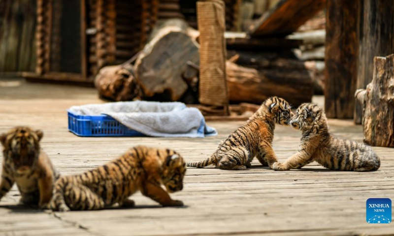 Siberian tiger quadruplets play at Yunnan Wild Animal Park in Kunming, southwest China's Yunnan Province, May 3, 2022. The one-month-old Siberian tiger quadruplets greet visitors at Yunnan Wild Animal Park during the Labor Day holiday. (Xinhua/Jiang Wenyao)