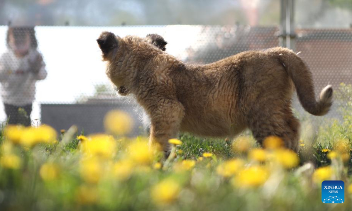 An African lion cub is seen at Guaipo Siberian Tiger Park in Shenyang, northeast China's Liaoning Province, May 6, 2022. The two-month-old lion cub in captive breeding has met the public recently. Photo:Xinhua
