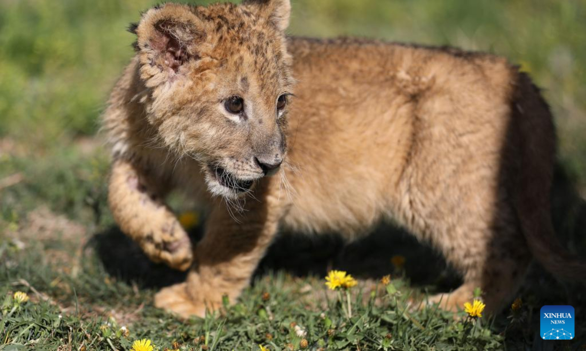 An African lion cub is seen at Guaipo Siberian Tiger Park in Shenyang, northeast China's Liaoning Province, May 6, 2022. The two-month-old lion cub in captive breeding has met the public recently. Photo:Xinhua
