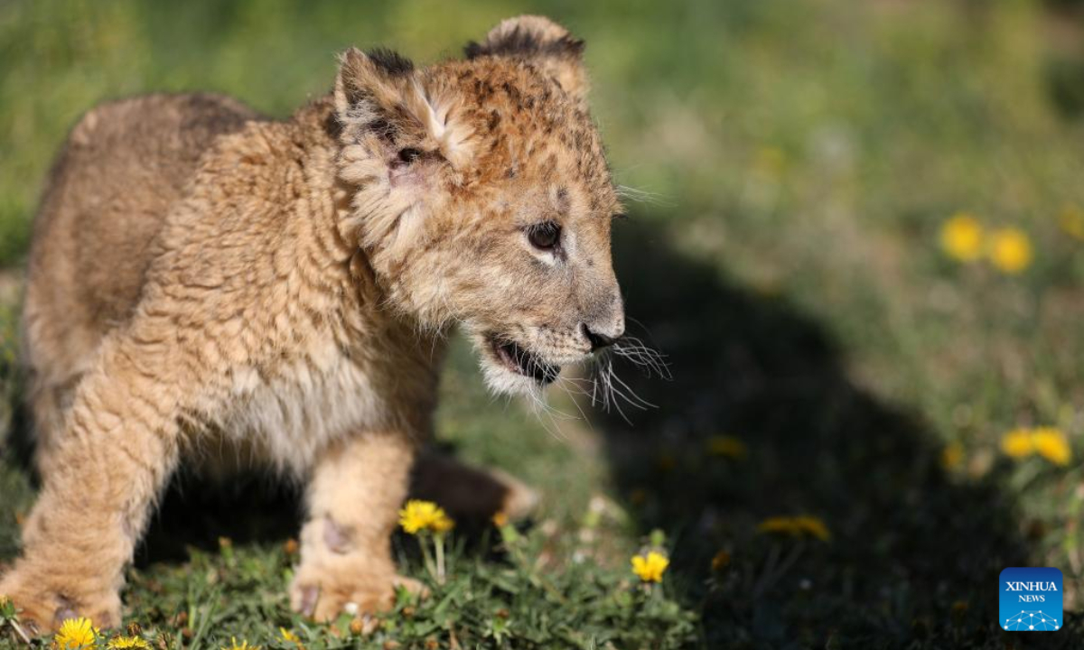 An African lion cub is seen at Guaipo Siberian Tiger Park in Shenyang, northeast China's Liaoning Province, May 6, 2022. The two-month-old lion cub in captive breeding has met the public recently. Photo:Xinhua