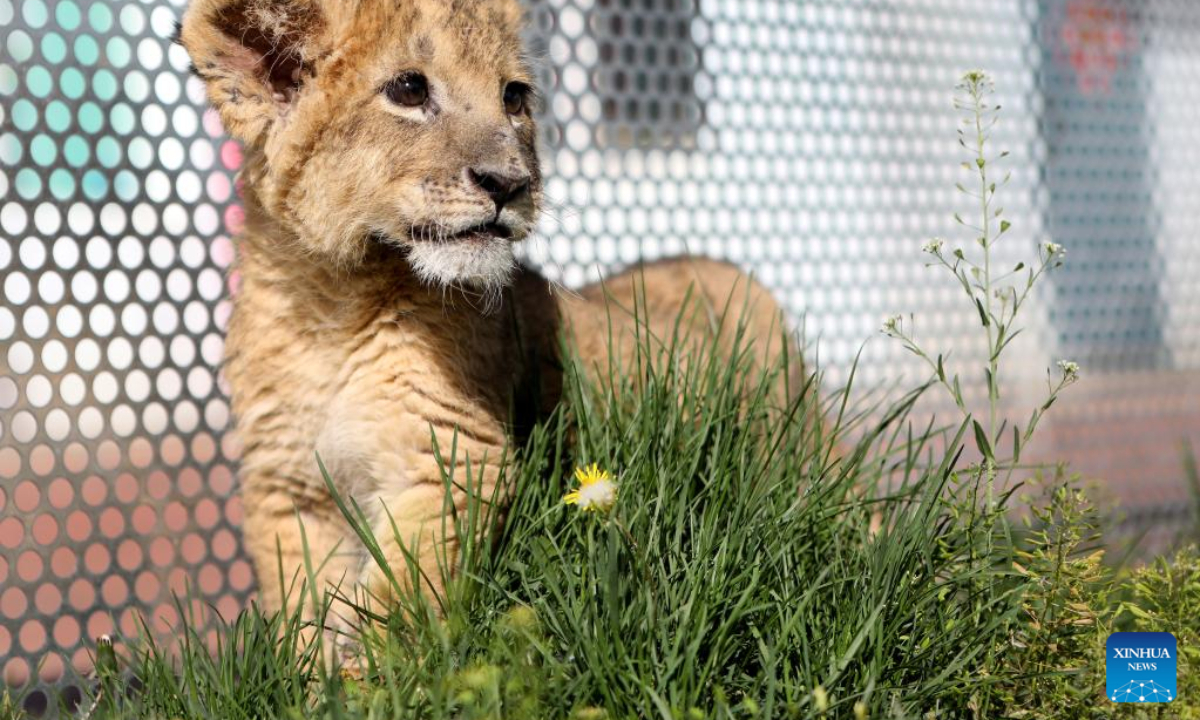 An African lion cub is seen at Guaipo Siberian Tiger Park in Shenyang, northeast China's Liaoning Province, May 6, 2022. The two-month-old lion cub in captive breeding has met the public recently. Photo:Xinhua