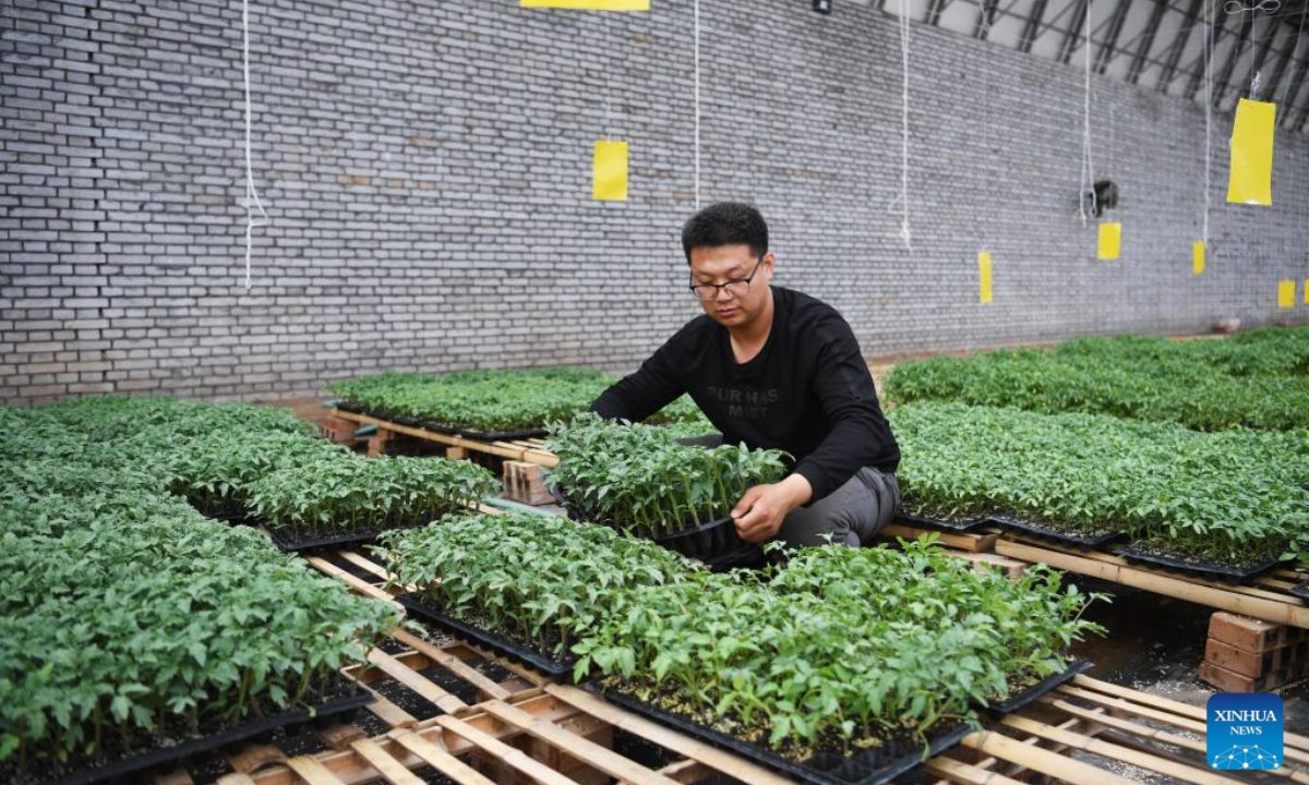 Ma Yuanjie cultivates seedlings at a tomato planting base in Beige Township, Xiaodian District of Taiyuan, north China's Shanxi Province, April 22, 2019. Photo:Xinhua