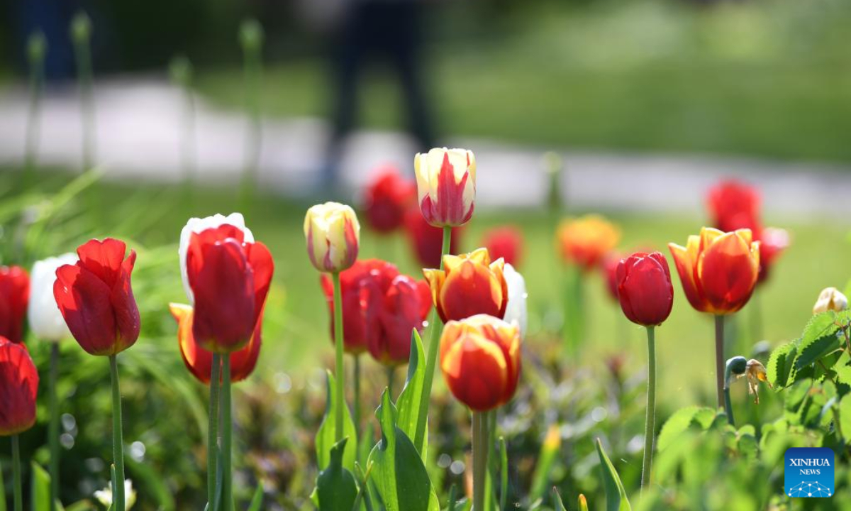 Photo taken on May 6, 2022 shows tulips at Britzer Garten in Berlin, capital of Germany. Photo:Xinhua