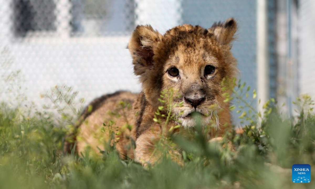 An African lion cub is seen at Guaipo Siberian Tiger Park in Shenyang, northeast China's Liaoning Province, May 6, 2022. The two-month-old lion cub in captive breeding has met the public recently. Photo:Xinhua
