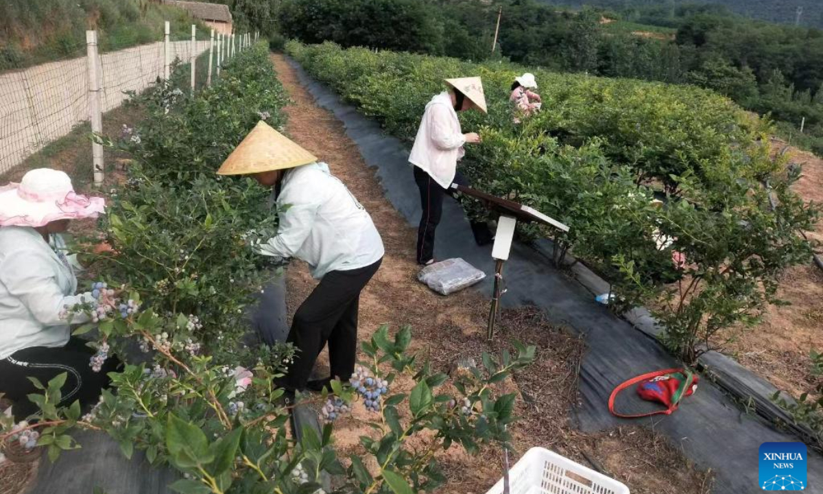 Photo shows farmers working at a blueberry garden in Henglingguan Village, Jiangxian County of Yuncheng City, north China's Shanxi Province, July 3, 2020. Photo:Xinhua