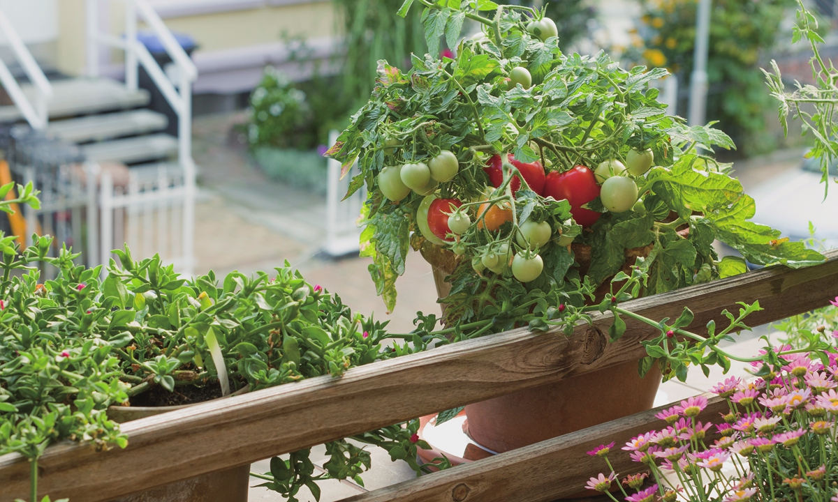 Potted tomatoes on a balcony Photo: VCG