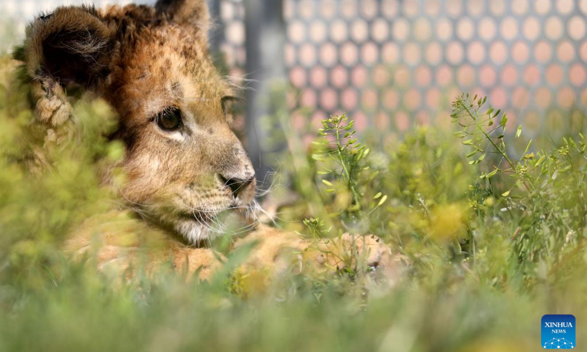 An African lion cub is seen at Guaipo Siberian Tiger Park in Shenyang, northeast China's Liaoning Province, May 6, 2022. The two-month-old lion cub in captive breeding has met the public recently. Photo:Xinhua