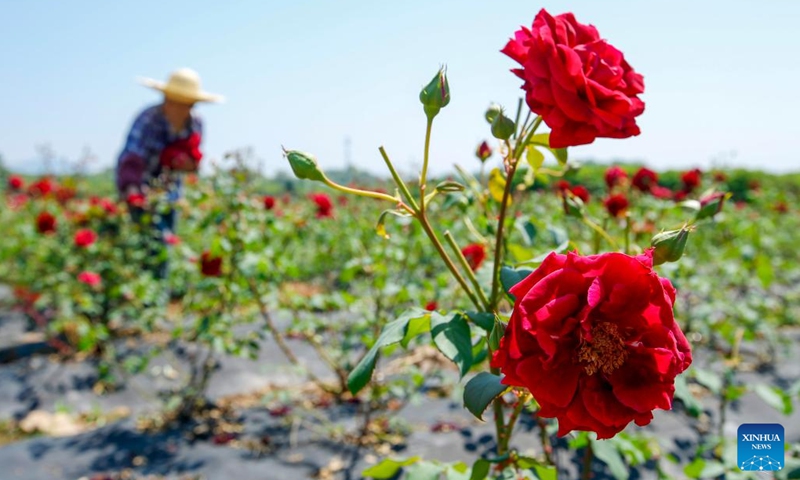 A farmer harvests rose in a flower farm on the day of Lixia, or beginning of summer, in Huizhou District of Huangshan, east China's Anhui Province, May 5, 2022. Lixia marks the seventh solar term on the Chinese lunar calendar signifying the beginning of summer.(Photo: Xinhua)