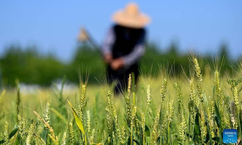 A farmer works in the field on the day of Lixia, or beginning of summer, in Jinxi Township of Kunshan City in east China's Jiangsu Province, May 5, 2022. Lixia marks the seventh solar term on the Chinese lunar calendar signifying the beginning of summer.(Photo: Xinhua)