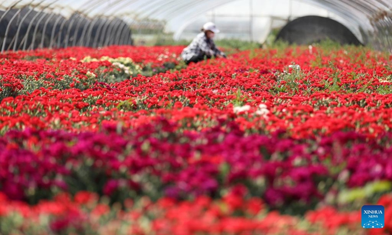 A farmer works in a flower farm on the day of Lixia, or beginning of summer, in Tancheng County in Linyi, east China's Shandong Province, May 5, 2022. Lixia marks the seventh solar term on the Chinese lunar calendar signifying the beginning of summer.(Photo: Xinhua)