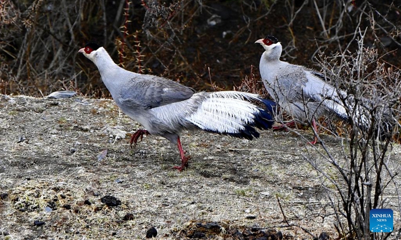 Two white eared pheasants (Crossoptilon crossoptilon) are observed in Nagqu, southwest China's Tibet Autonomous Region, May 3, 2022. The white eared pheasant (Crossoptilon crossoptilon) is a bird endemic to China that is under second-class national protection.(Photo: Xinhua)