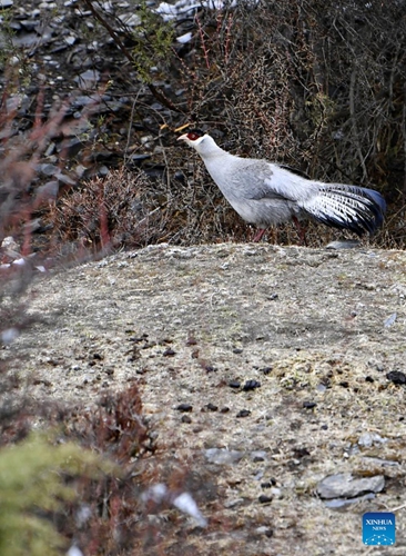 Two white eared pheasants (Crossoptilon crossoptilon) are observed in Nagqu, southwest China's Tibet Autonomous Region, May 3, 2022. The white eared pheasant (Crossoptilon crossoptilon) is a bird endemic to China that is under second-class national protection.(Photo: Xinhua)