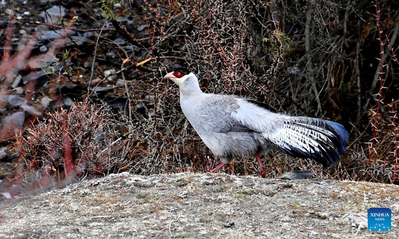 A white eared pheasant (Crossoptilon crossoptilon) is observed in Nagqu, southwest China's Tibet Autonomous Region, May 3, 2022. The white eared pheasant (Crossoptilon crossoptilon) is a bird endemic to China that is under second-class national protection.(Photo: Xinhua)