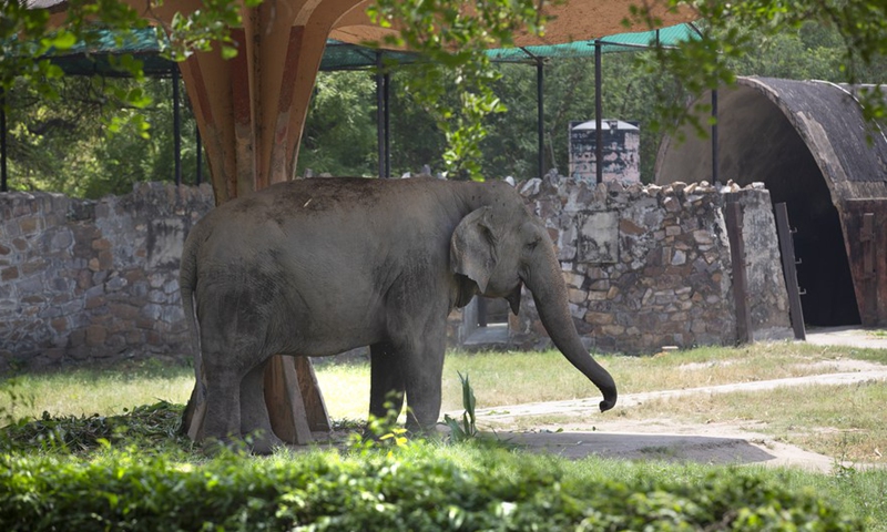 Scorching hot! Animals seek shelter from sun in New Delhi zoo - Global Times