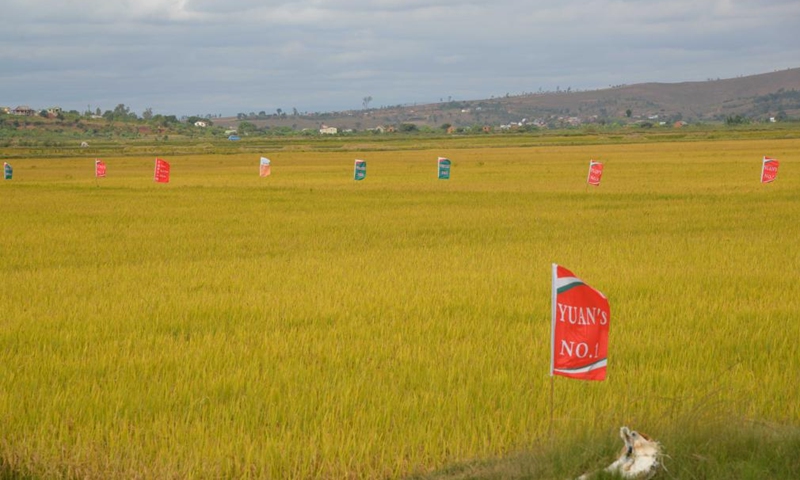Photo taken on May 6, 2022 shows the demonstration fields of hybrid rice varieties in Mahitsy, a town northwest of Antananarivo, Madagascar.Photo:Xinhua