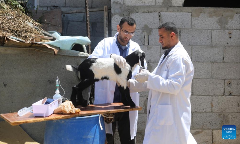 Veterinarians Muhammad Al-Khalidi (L) and Youssef Khaled (R) take care of a goat in the southern Gaza Strip city of Rafah, on May 8, 2022.Photo:Xinhua