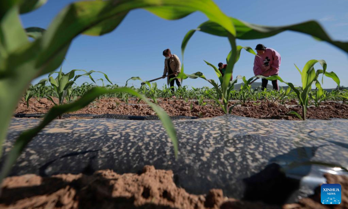 Farmers are busy in the corn field in Quanshuitou Village of Zunhua, north China's Hebei Province, May 13, 2022. Photo:Xinhua