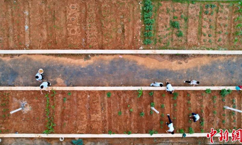 Students cultivate vegetables in the rooftop gardens at a middle school in Ganzhou, east China's Jiangxi Province Ganzhou, east China's Jiangxi Province, May 9, 2022. (Photo: China News Service/Zhu Haipeng)