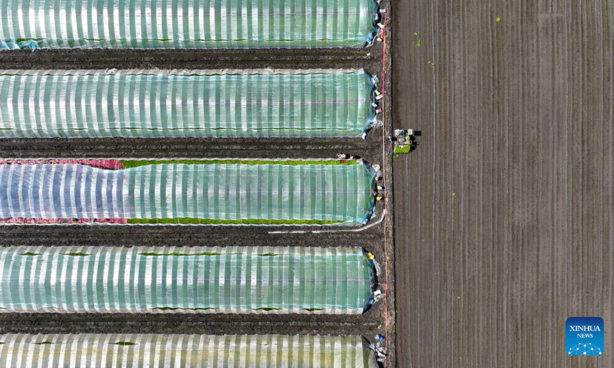Aerial photo taken on May 13, 2022 shows a farmer transplanting rice seedlings in the field in Chahe Township of Fengnan District in Tangshan, north China's Hebei Province. Photo:Xinhua