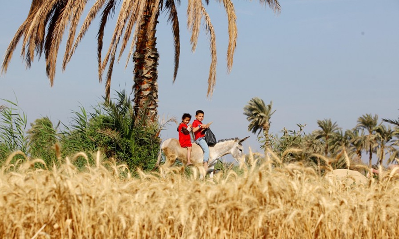 Children ride a donkey past a wheat field in Monufia Province, Egypt, on April 30, 2022. Egypt has entered the season of wheat harvest.(Photo: Xinhua)