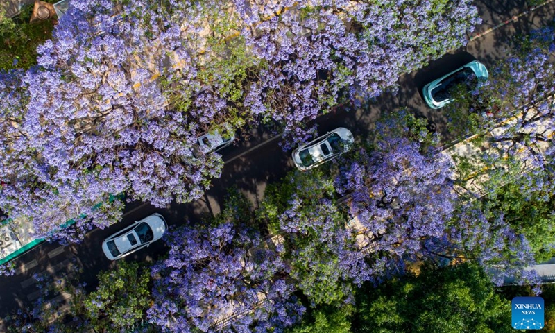 Aerial photo taken on April 30, 2022 shows jacaranda trees in full bloom in Kunming, southwest China's Yunnan Province. In recent years, the city has brought more vitality to its tourism markets by combining its jacaranda scenery and cultural creativity.(Photo: Xinhua)