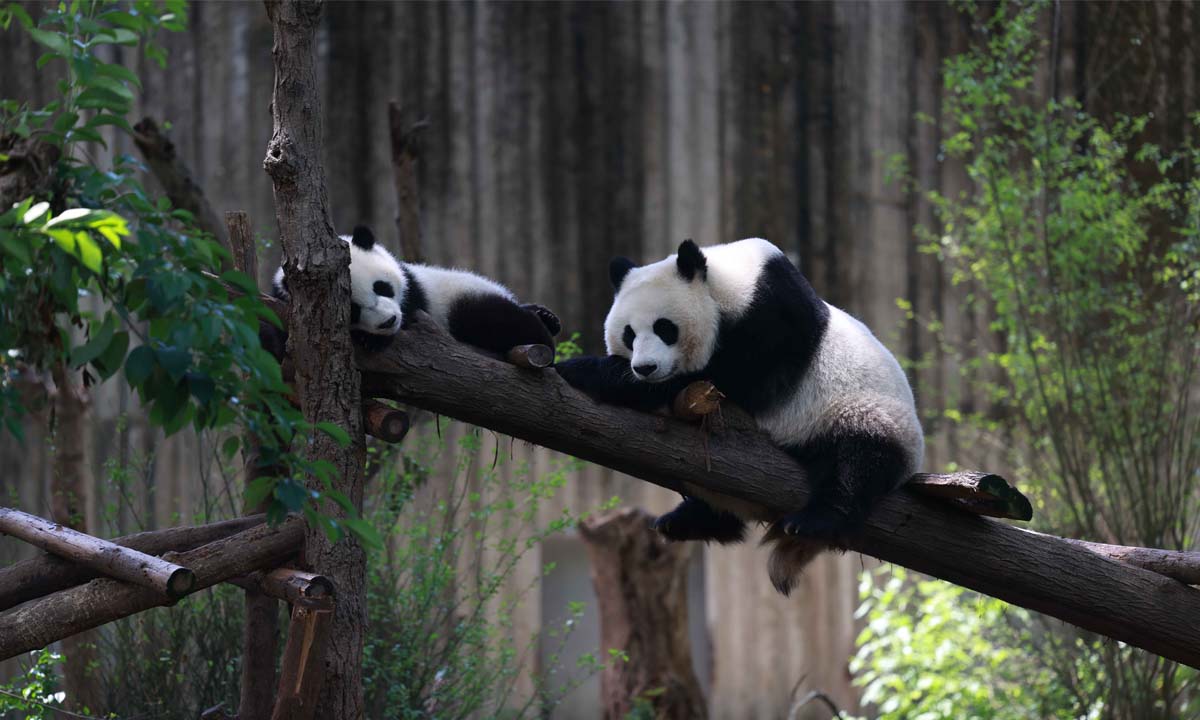 Pandas fall asleep hugging tree trunks at Chengdu Research Base of Giant Panda Breeding in Southwest China's Sichuan Province. Photo: IC