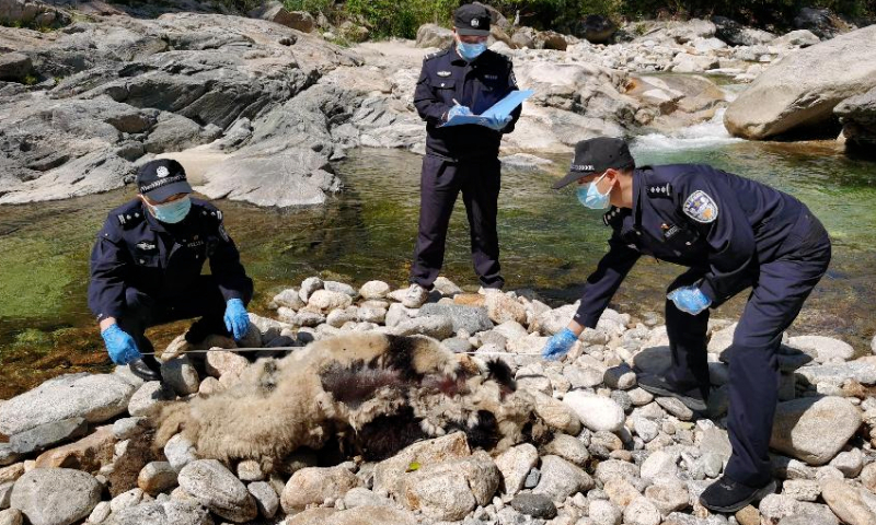 A wild giant panda is found dead at the Huayang conservation zone in the Giant Panda National Park, in Northwest China's Shaanxi Province, on May 6, 2021. Photo: Shaanxi Forestry Police