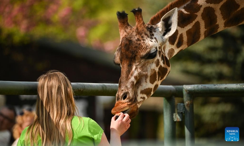 A woman feeds a giraffe at the newly-built pavilion of Orientarium in the Zoo Lodz, Poland, on May 5, 2022.(Photo: Xinhua)