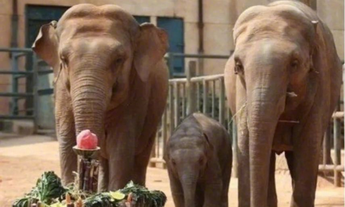 Molly, the Asian elephant in her first birthday. Screenshot of chinanews.com