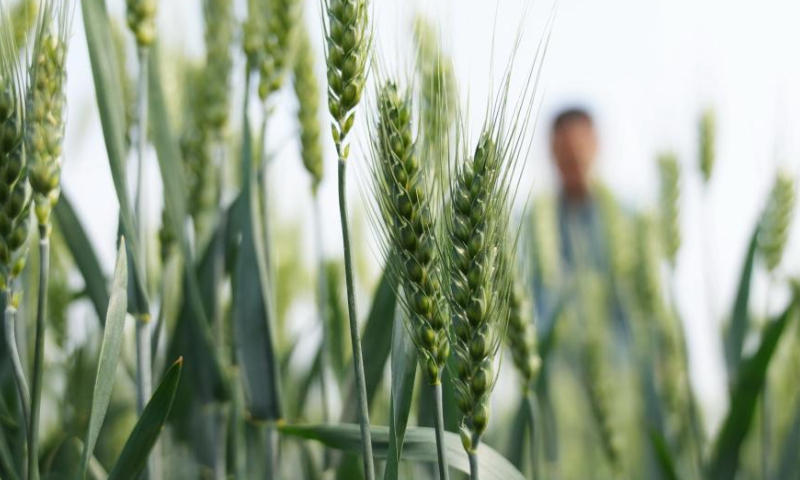 Photo taken on May 10, 2022 shows wheat crops in the fields in Shenze County, north China's Hebei Province. Hebei has stepped up efforts on farming activities recently. The province's spring sowing area of grain is expected to reach about 1.74 million hectares this year. (Xinhua/Yang Shiyao)