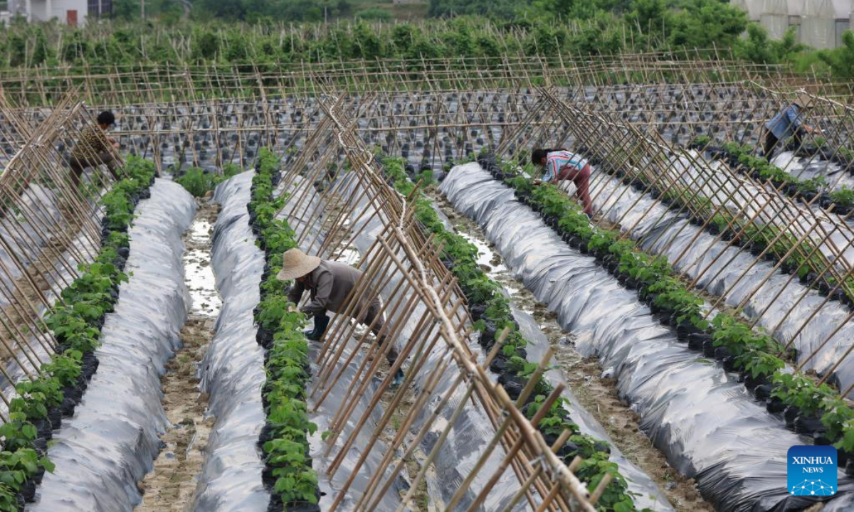Farmers take care of seedlings in the field in Lijiagang Village of Wulingyuan District in Zhangjiajie, central China's Hunan Province, May 13, 2022. Photo:Xinhua