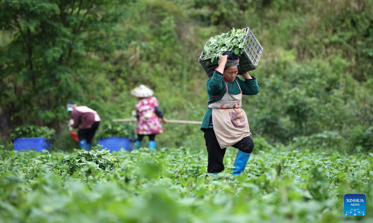 A farmer carries harvested vegetable in the field in Yangpai Village of Danzhai County, southwest China's Guizhou Province, May 13, 2022. Photo:Xinhua