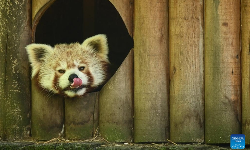 A red panda is seen at the newly-built pavilion of Orientarium in the Zoo Lodz, Poland, on May 5, 2022.(Photo: Xinhua)