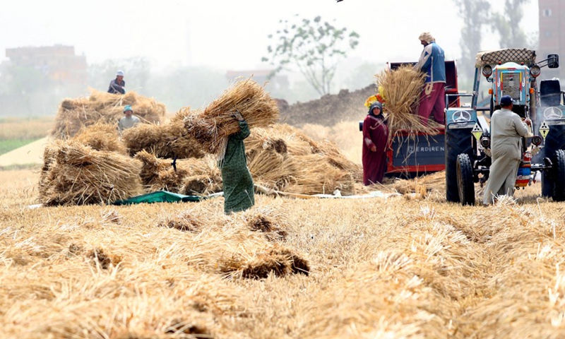 Farmers harvest wheat in a field in Monufia Province, Egypt, on April 30, 2022. Egypt has entered the season of wheat harvest.(Photo: Xinhua)