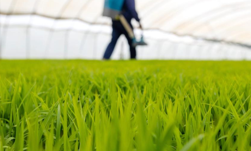 Farmer works at a rice seedling breeding base in Tangshan, north China's Hebei Province, May 9, 2022. Hebei has stepped up efforts on farming activities recently. The province's spring sowing area of grain is expected to reach about 1.74 million hectares this year. (Photo by Li Xiuqing/Xinhua)