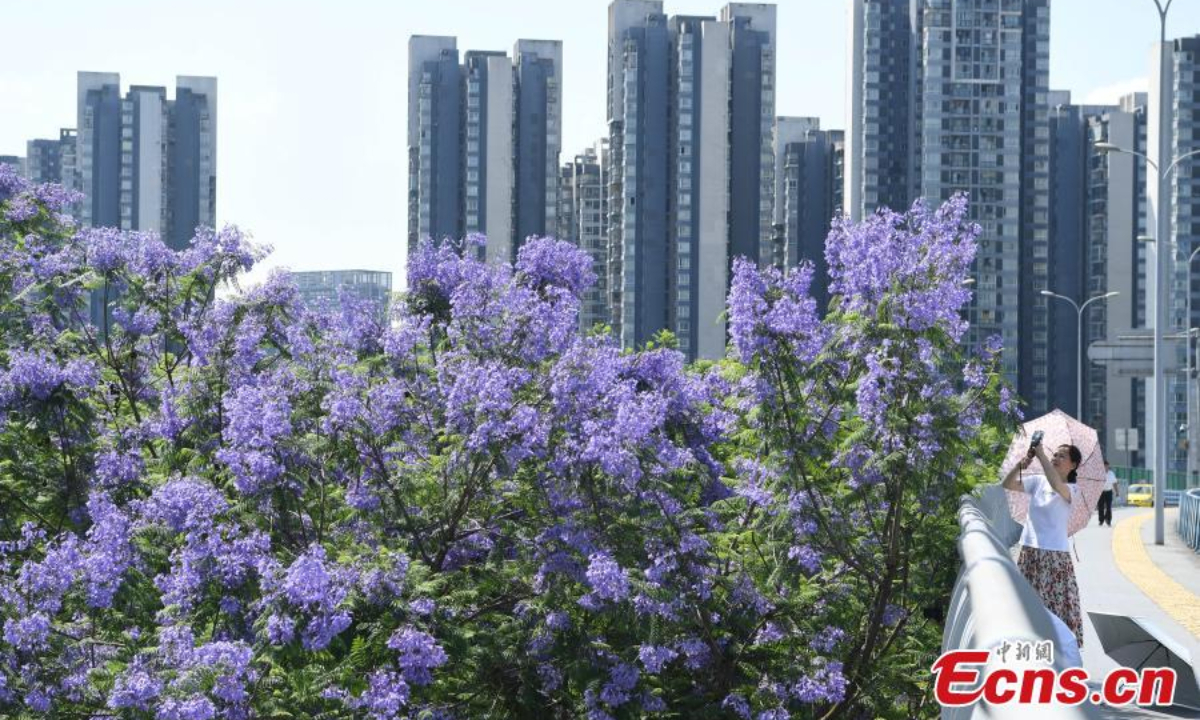 Gorgeous blue jacaranda trees are in full bloom along Lushan Ave., southwest China's Chongqing, May 13, 2022, attracting many visitors. Photo:China News Service