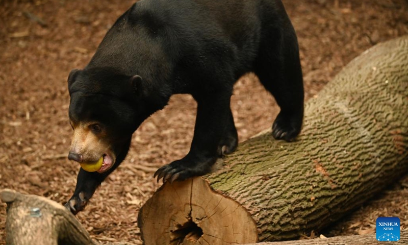 Alayan sun bear is seen at the newly-built pavilion of Orientarium in the Zoo Lodz, Poland, on May 5, 2022.(Photo: Xinhua)