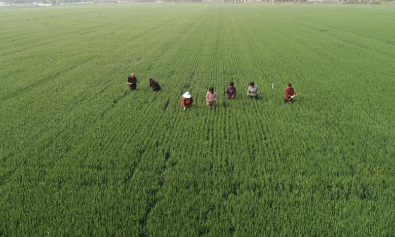 Aerial photo taken on May 10, 2022 shows farmers working in a wheat field in Shenze County, north China's Hebei Province. Hebei has stepped up efforts on farming activities recently. The province's spring sowing area of grain is expected to reach about 1.74 million hectares this year. (Xinhua/Yang Shiyao)