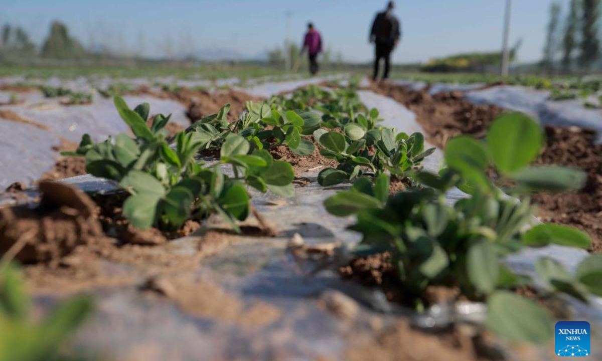 Farmers take care of peanut seedlings in the field in Quanshuitou Village of Zunhua, north China's Hebei Province, May 13, 2022. Photo:Xinhua