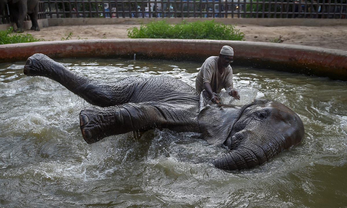 A zookeeper bathes an elephant amid a heat wave in the Karachi Zoo, Pakistan on September 15, 2021. Photo: AFP