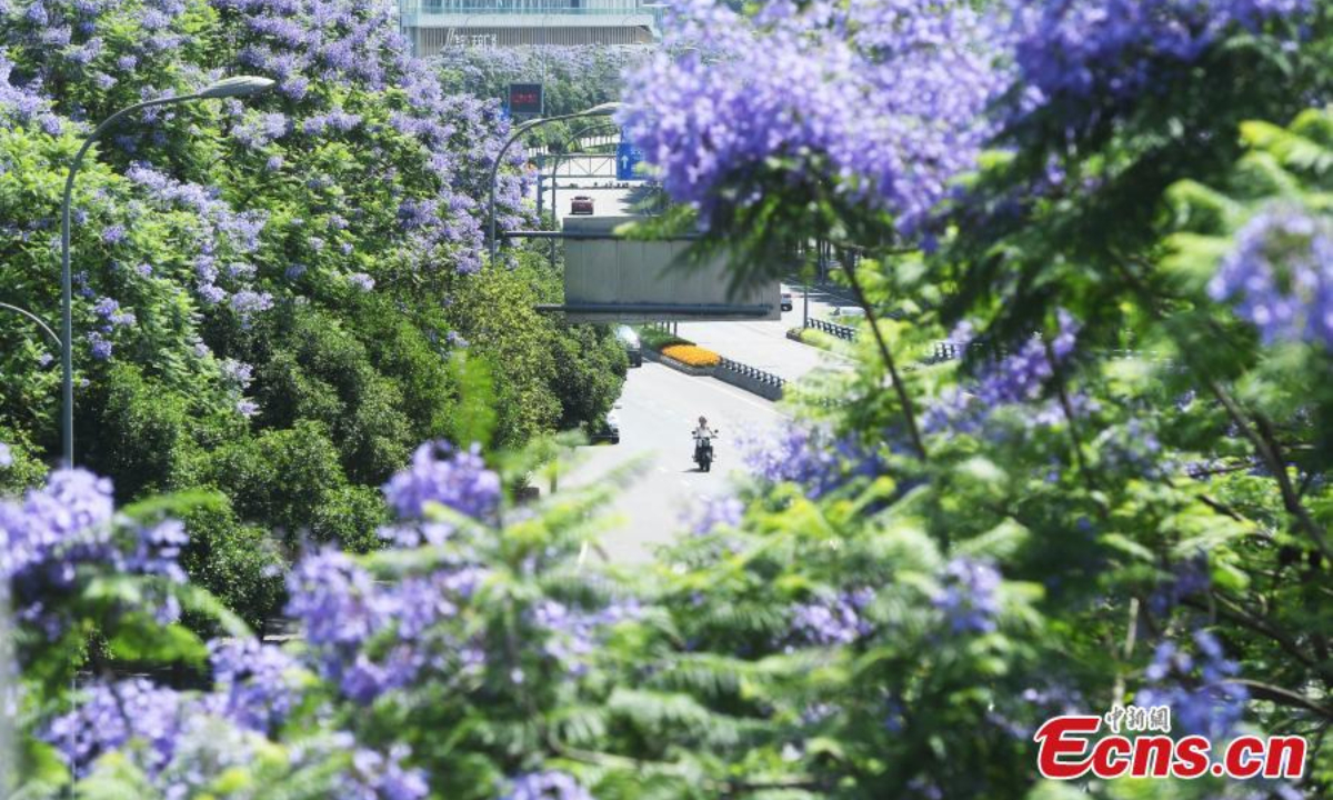 Gorgeous blue jacaranda trees are in full bloom along Lushan Ave., southwest China's Chongqing, May 13, 2022, attracting many visitors. Photo:China News Service