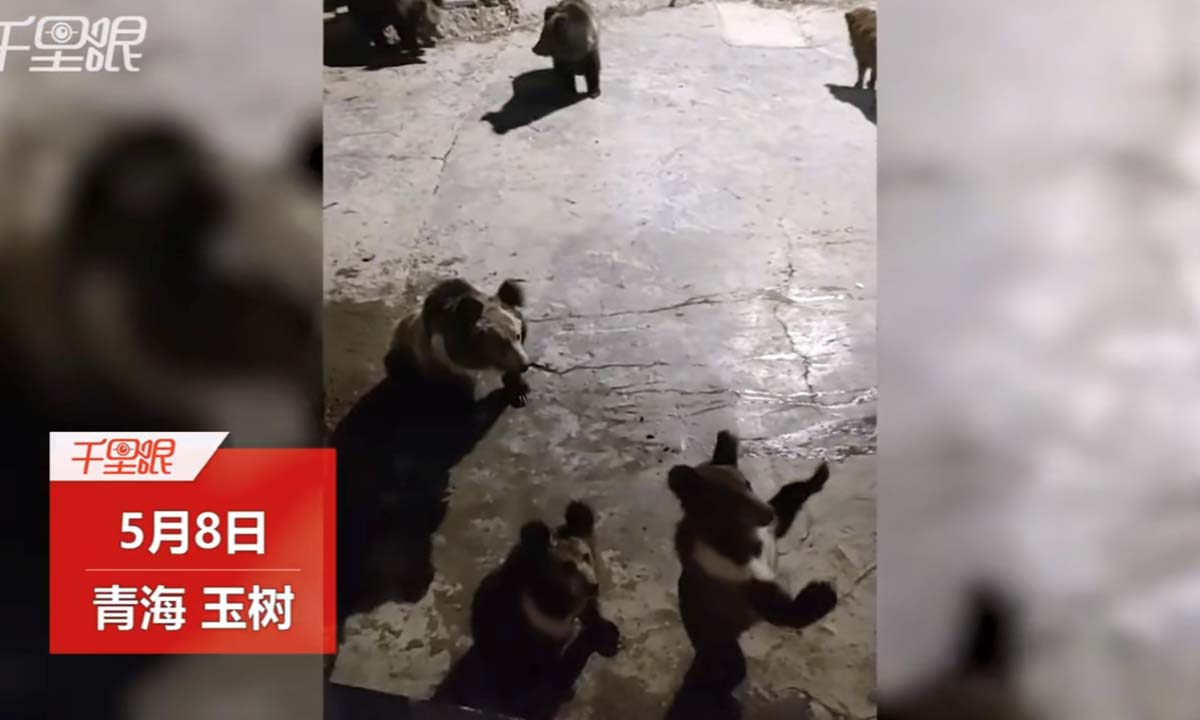 The six bears Huang opened his door to see in a mountain in Yushu, Northwest China's Qinghai Province. Photo: Sina Weibo