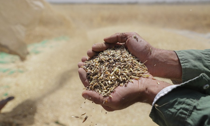 A Palestinian farmer takes part in the annual wheat harvest in a field near the border between Gaza Strip and Israel, in Gaza City, on May 9, 2022.(Photo: Xinhua)