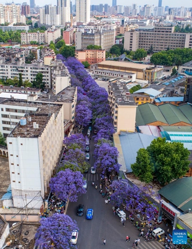 Aerial photo taken on May 8, 2022 shows jacaranda trees in full bloom in Kunming, southwest China's Yunnan Province. In recent years, the city has brought more vitality to its tourism markets by combining its jacaranda scenery and cultural creativity.(Photo: Xinhua)