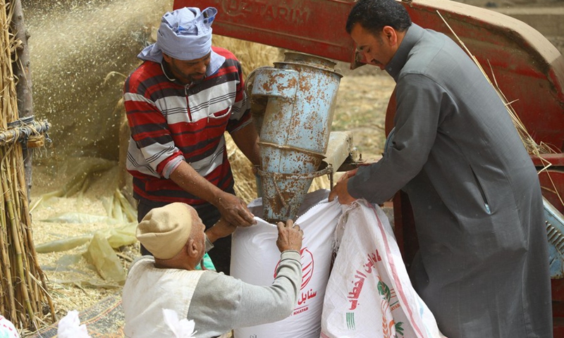 Farmers pack shelled wheat in Monufia Province, Egypt, on April 30, 2022. Egypt has entered the season of wheat harvest.(Photo: Xinhua)