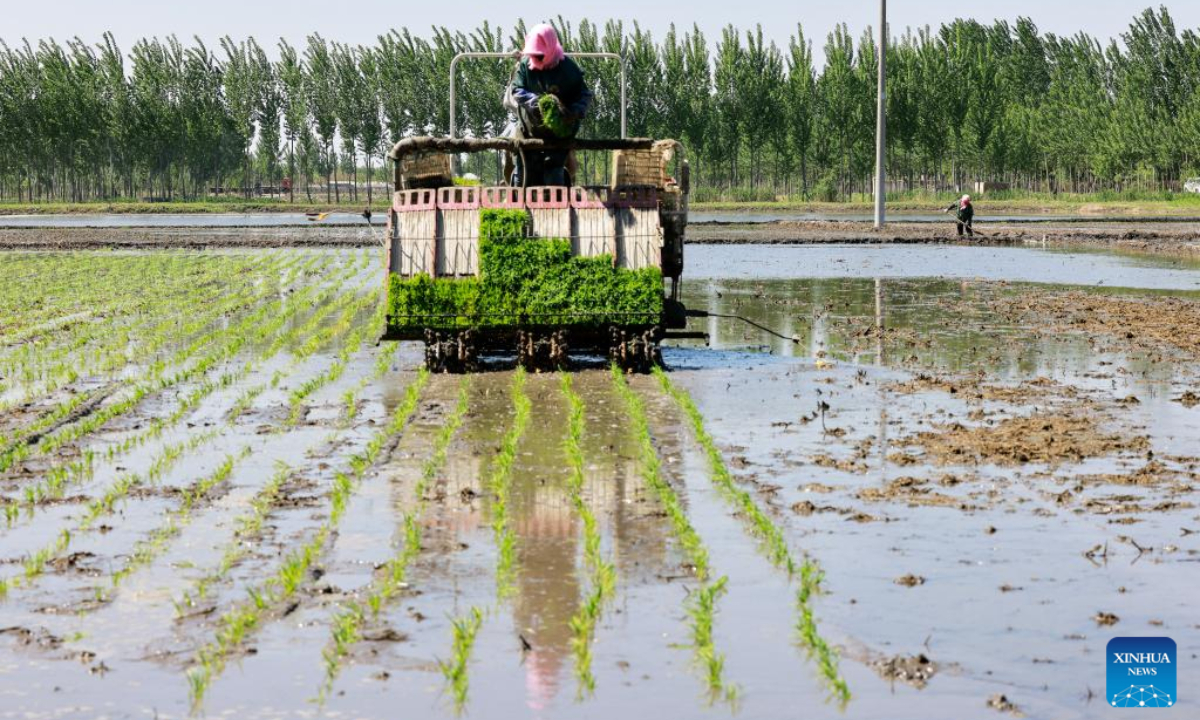 A farmer transplants rice seedlings in the field in Chahe Township of Fengnan District in Tangshan, north China's Hebei Province, May 13, 2022. Photo:Xinhua
