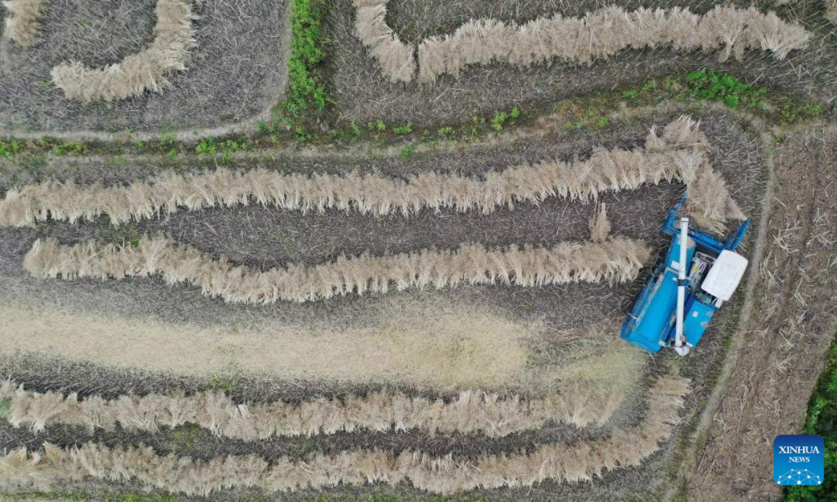 Aerial photo taken on May 11, 2022 shows a harvester reaping rapeseeds in Chongyang Village in Maliang Township of Xiangyang, central China's Hubei Province. Photo:Xinhua